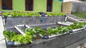 Read more about the article Budidaya Toga Di Kebun Sekolah